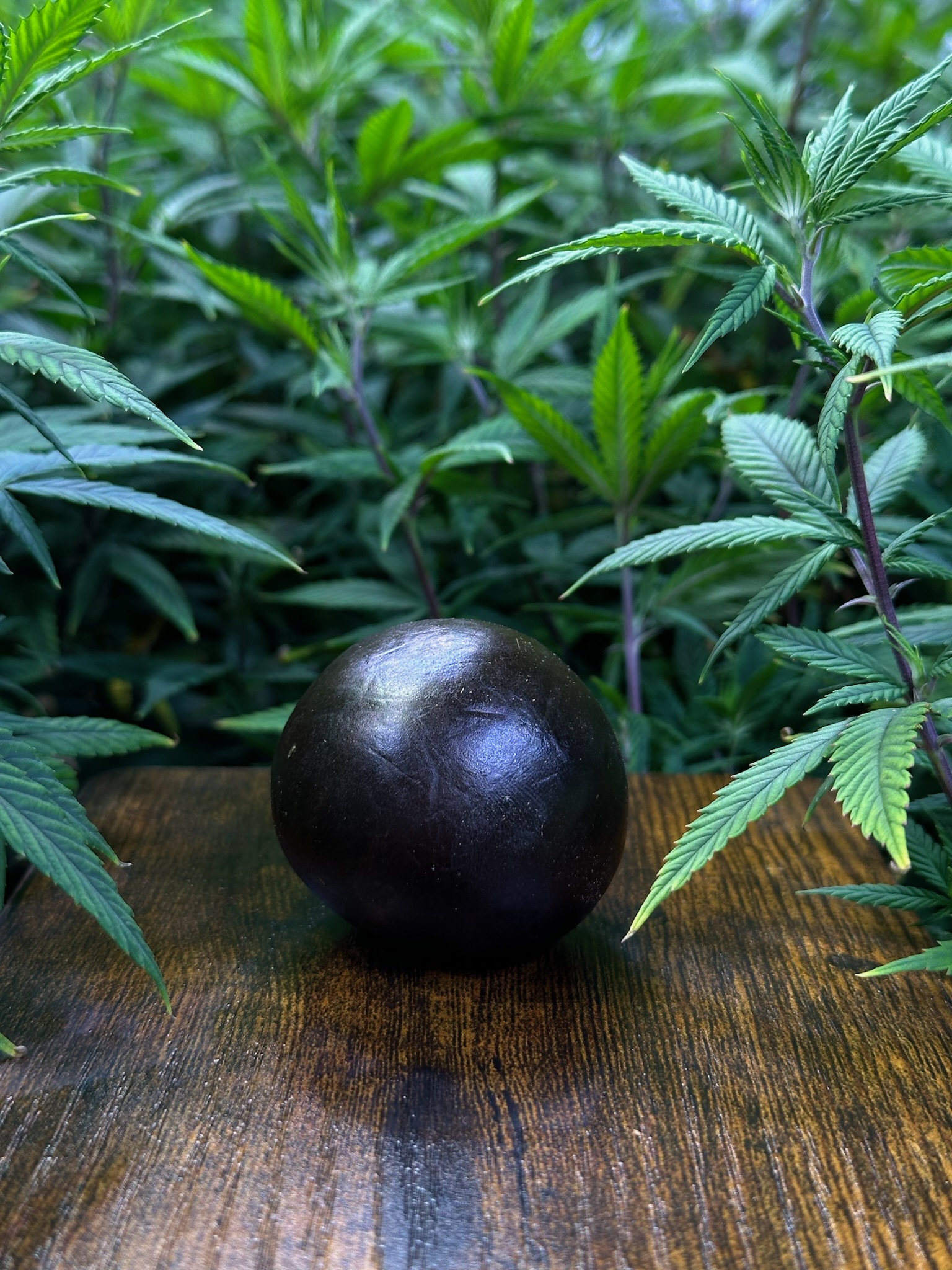 Résine CBD Libanais