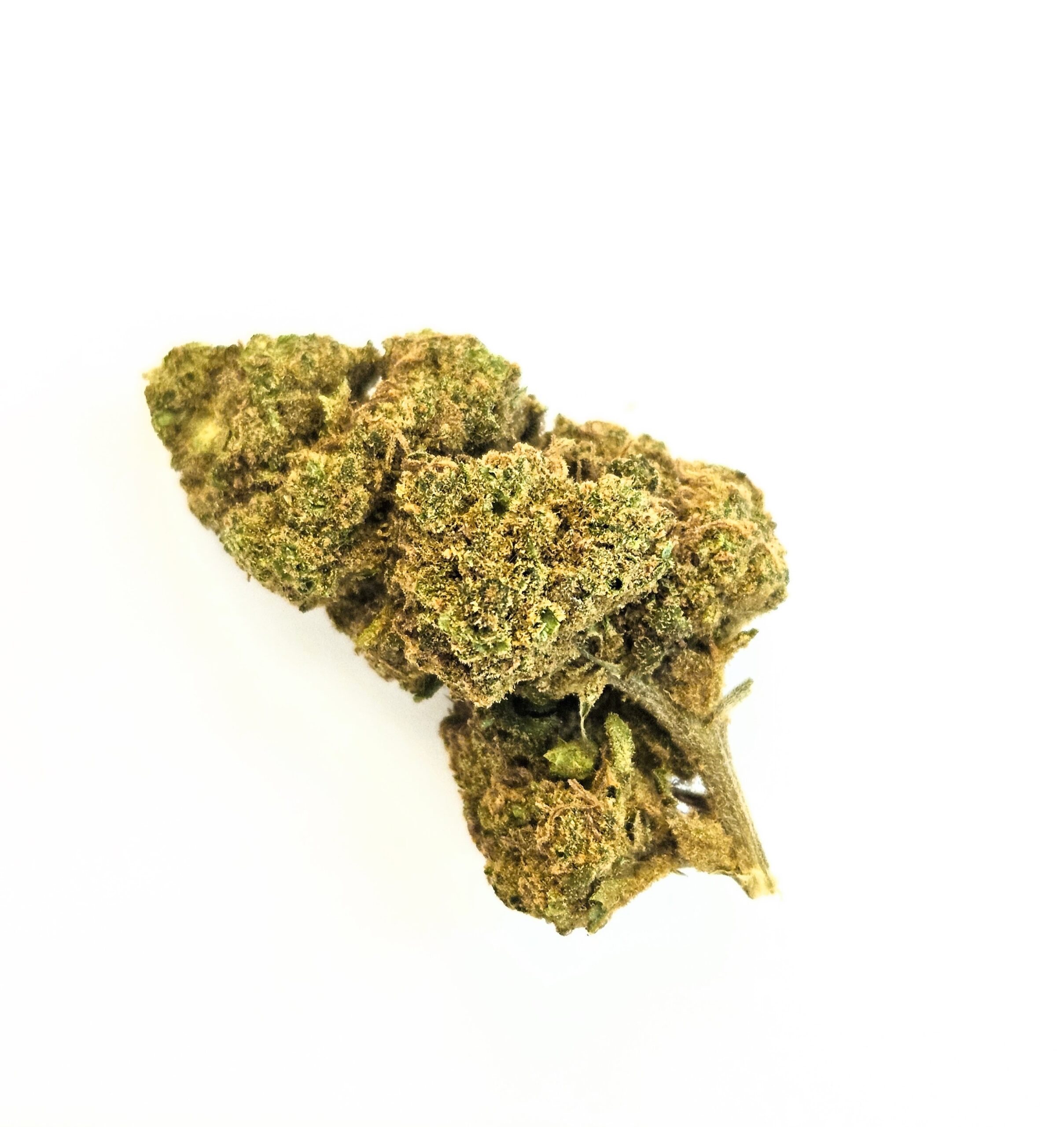 Fleur de CBD Lemon POP sur fond blanc, gros plan