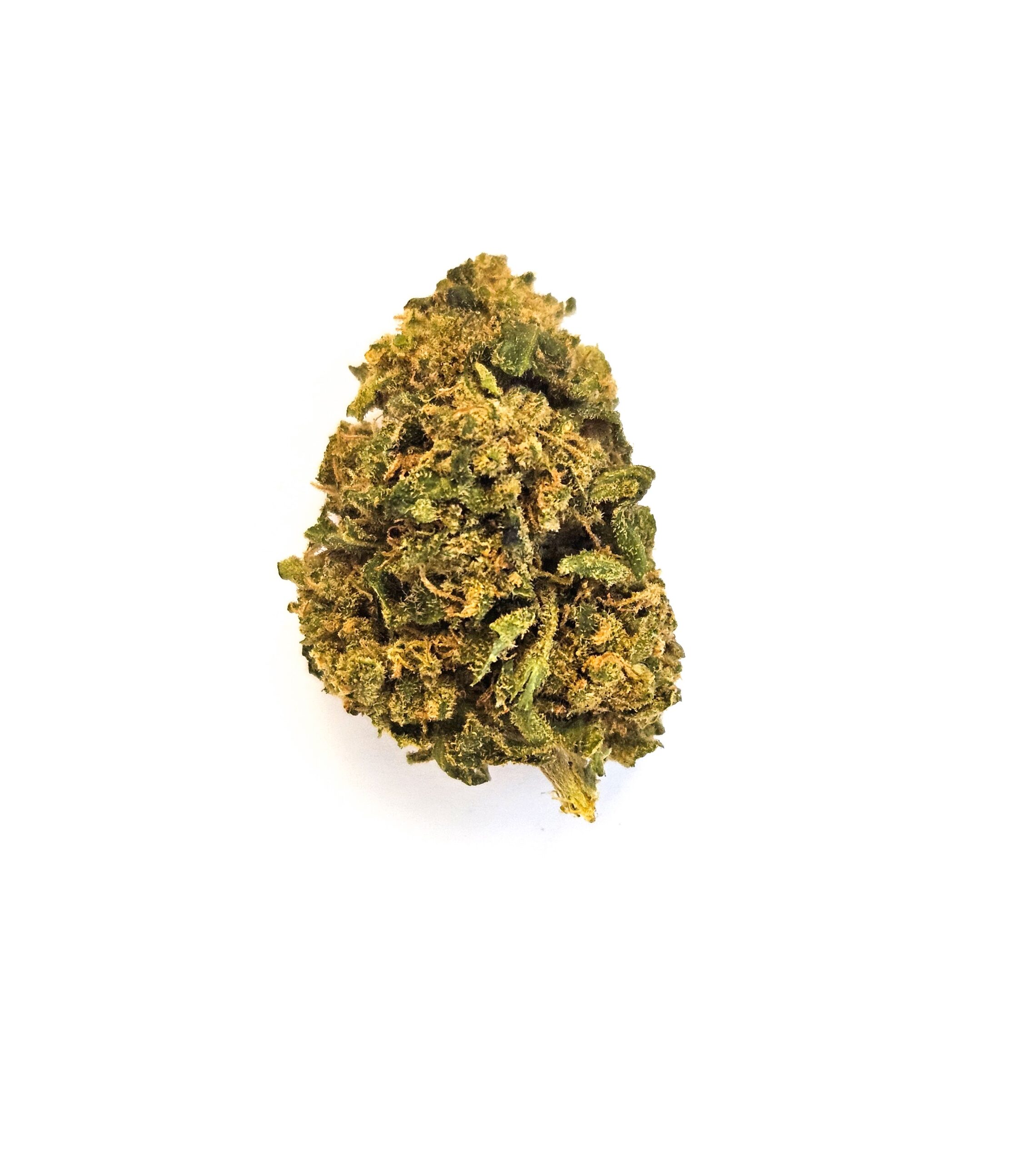 Fleur de CBD Mandarina sur fond blanc, gros plan